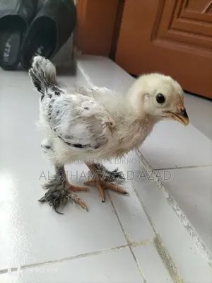 ব্রহ্মা মুরগী