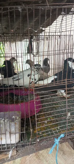 Will sell three very favorite pairs of good quality pigeons, Jail Quarter