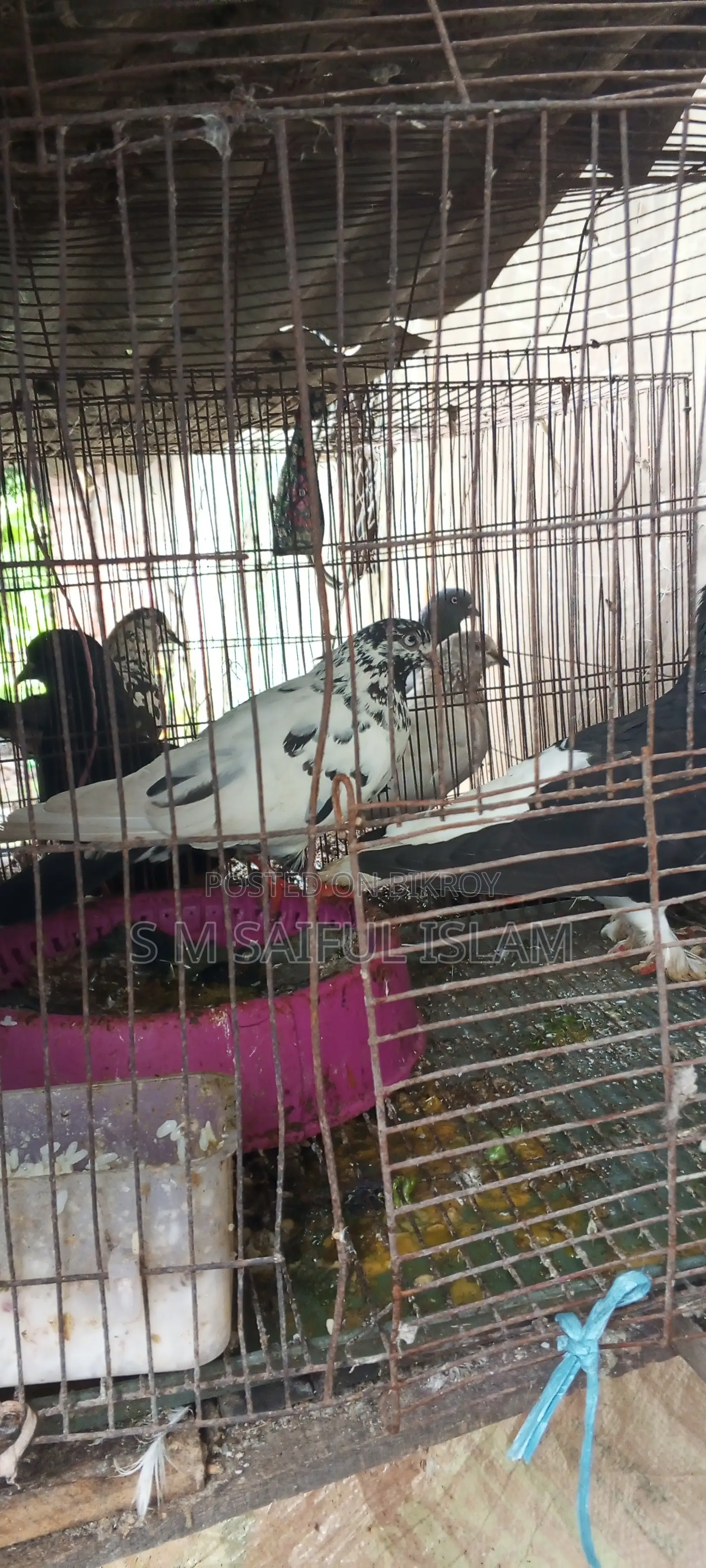 Will sell three very favorite pairs of good quality pigeons, Jail Quarter