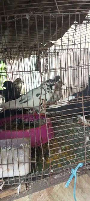 Will sell three very favorite pairs of good quality pigeons, Jail Quarter