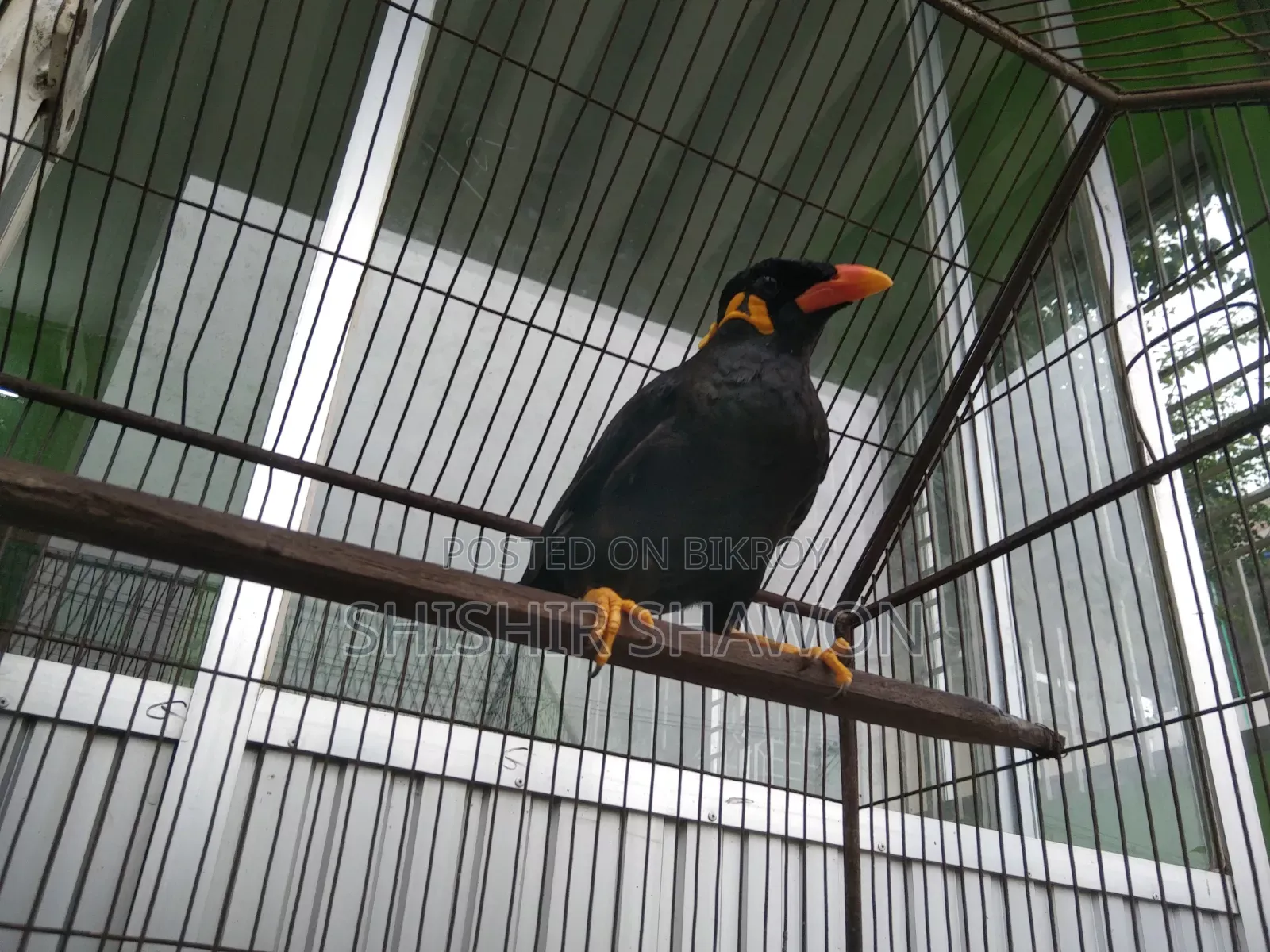 Myna Bird