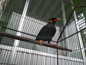 Myna Bird