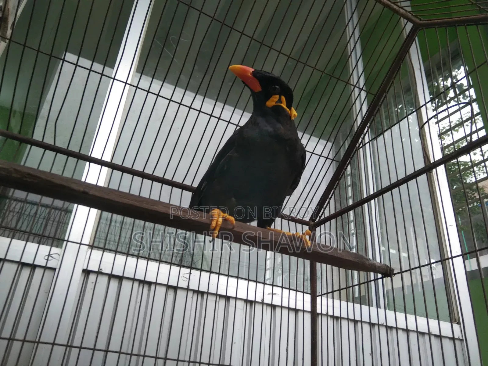 Myna Bird