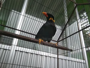 Myna Bird