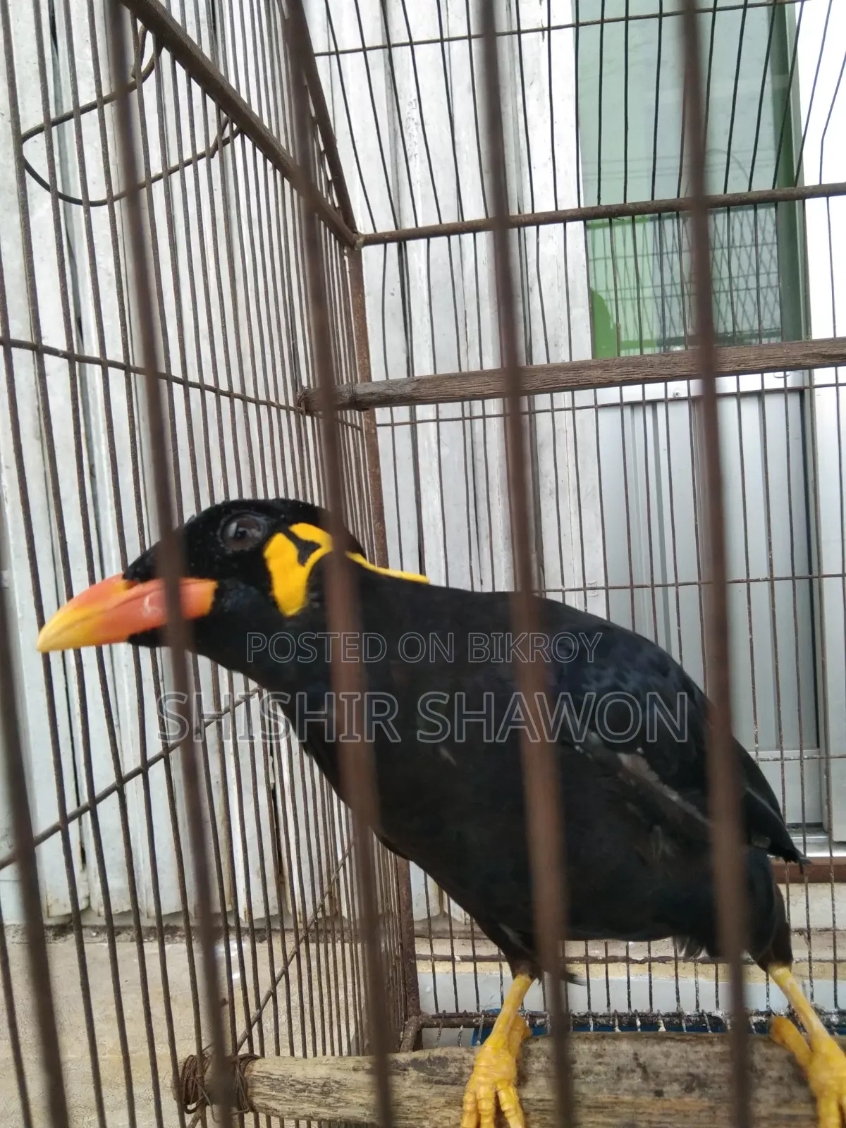 Myna Bird
