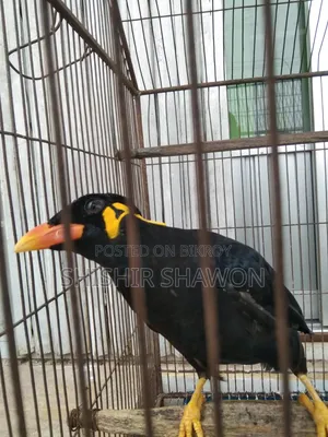 Myna Bird