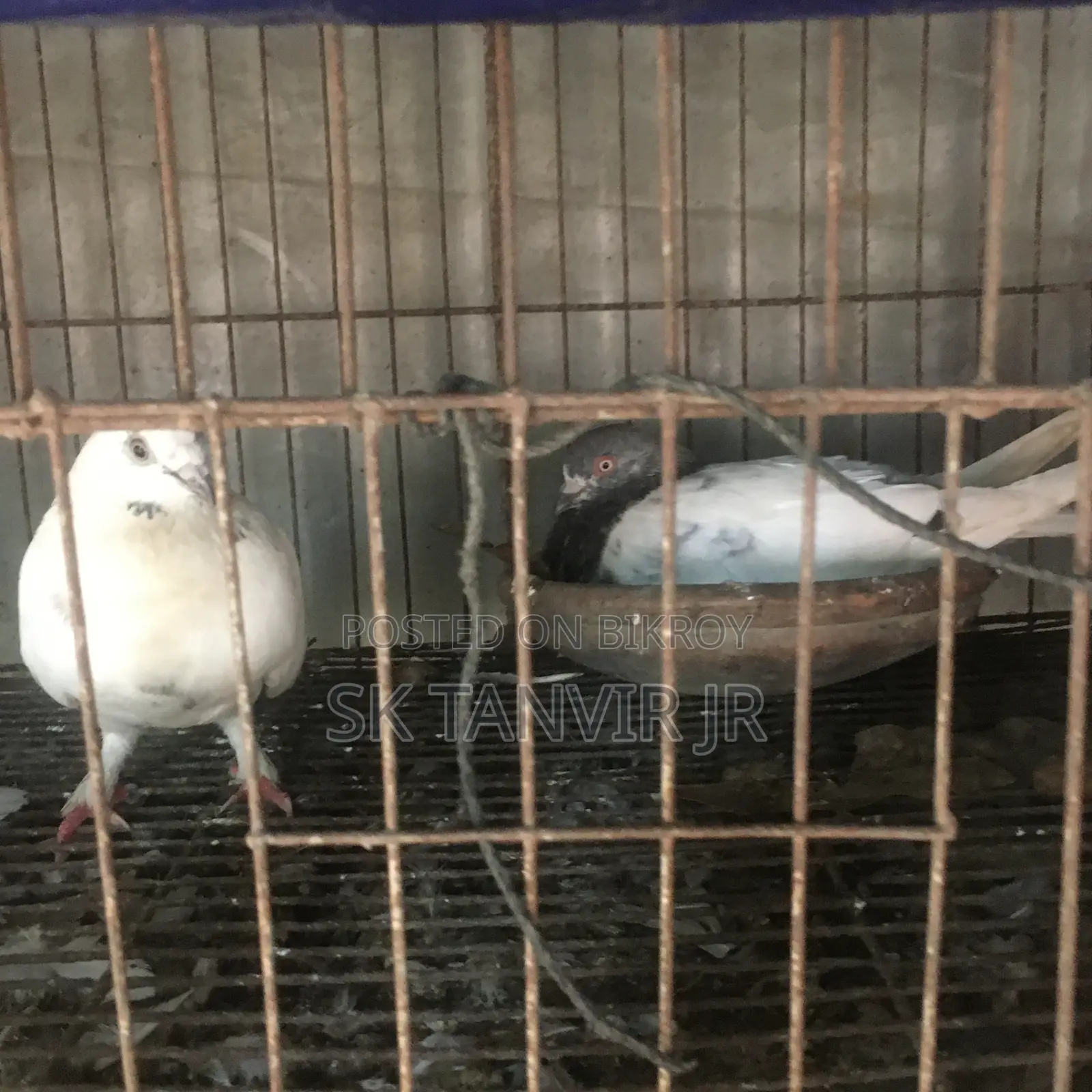 Egg Laying Pigeons