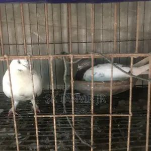 Egg Laying Pigeons