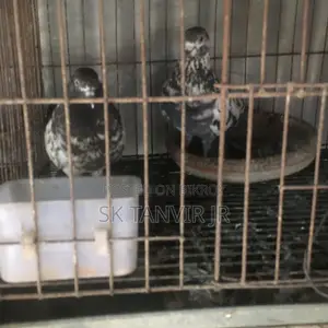Egg Laying Pigeons