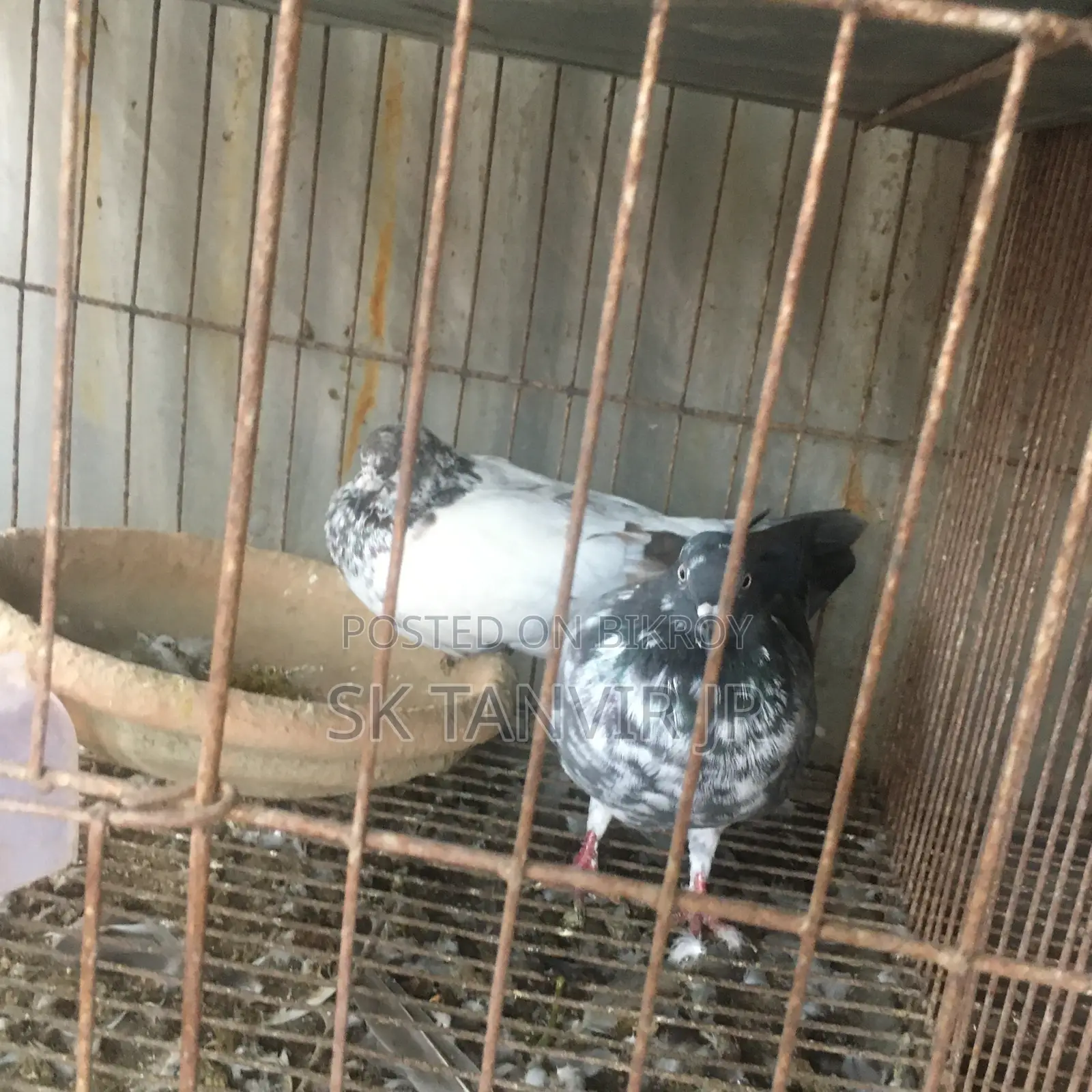 Egg Laying Pigeons