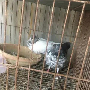 Egg Laying Pigeons