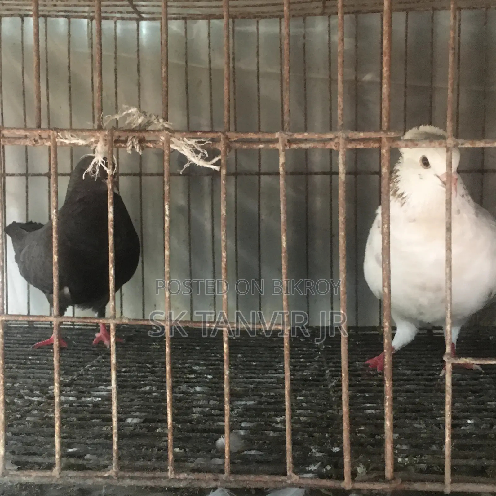 Egg Laying Pigeons