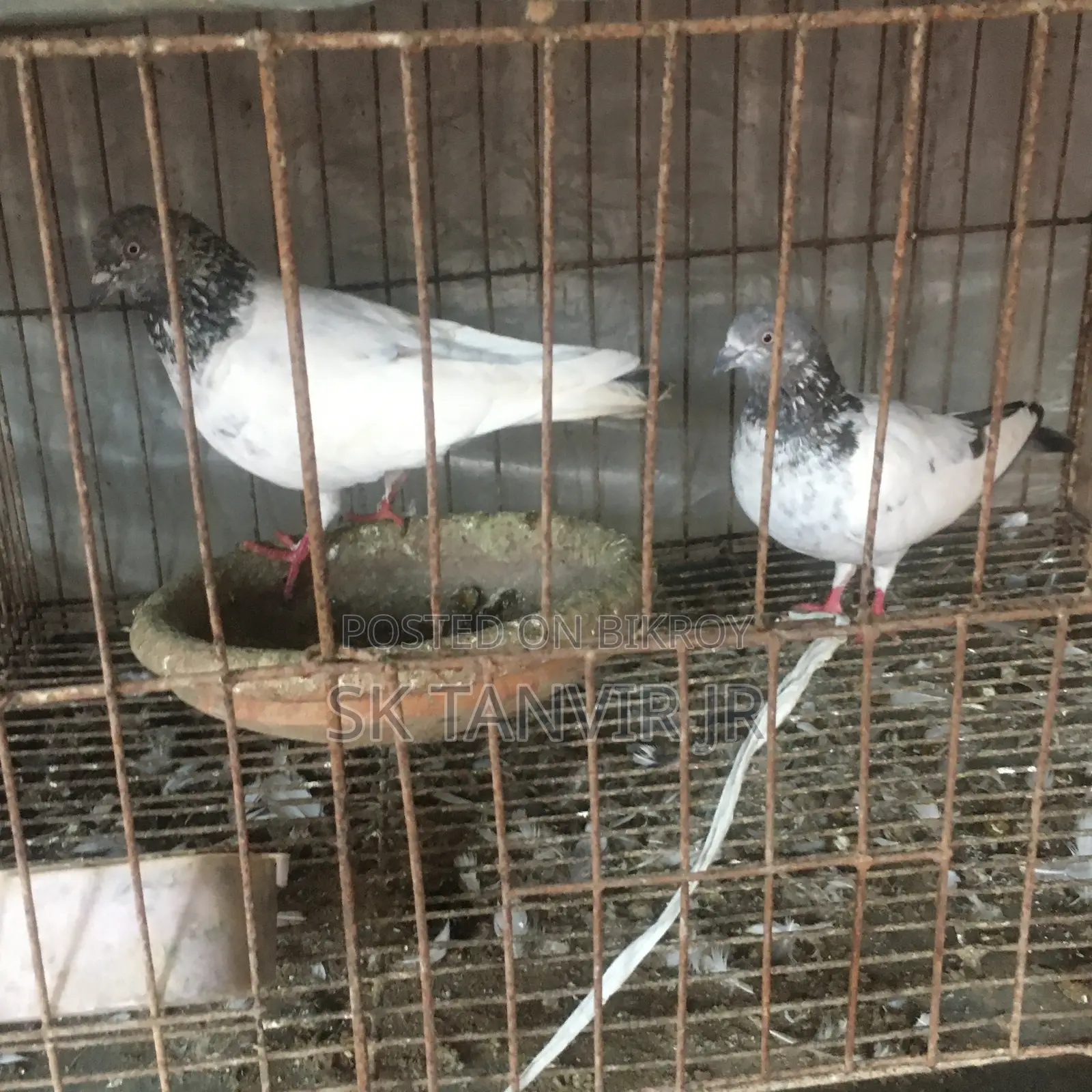 Egg Laying Pigeons