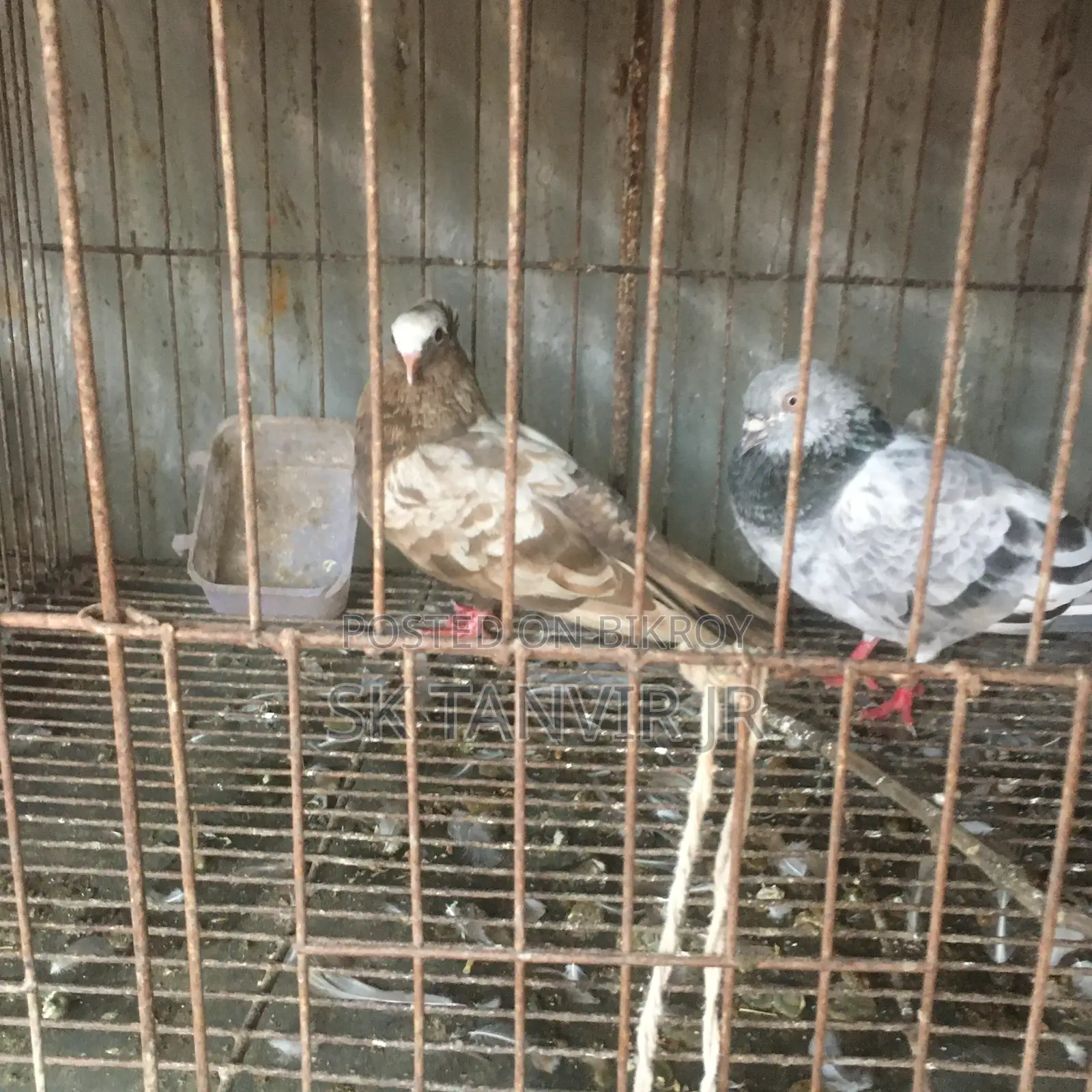 Egg Laying Pigeons
