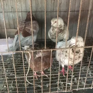Egg Laying Pigeons