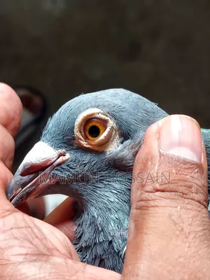 সবজি রেসার সেল করা হবে