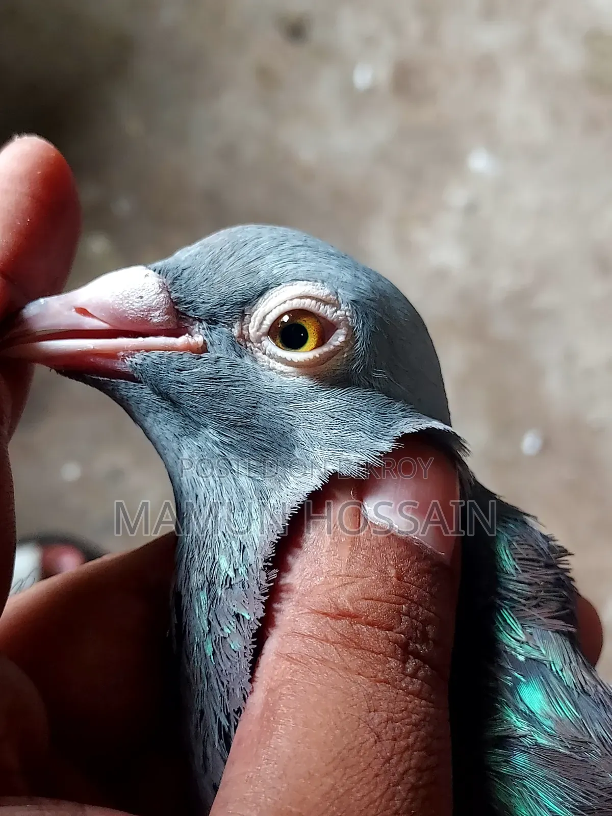 সবজি রেসার সেল করা হবে
