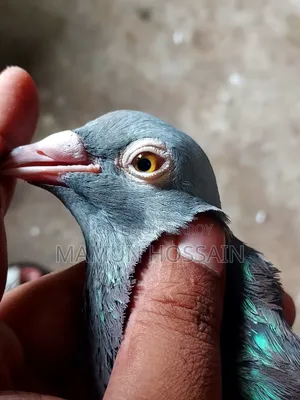 সবজি রেসার সেল করা হবে