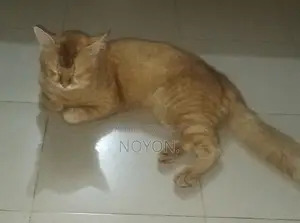 1+ Year Male Mixed Breed Persian