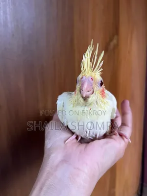 ককাটেল বেবি