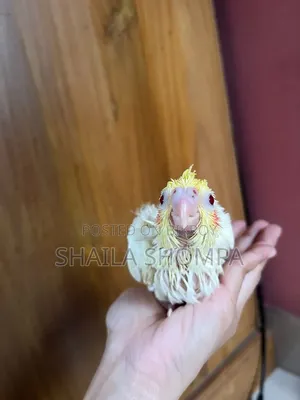 ককাটেল বেবি