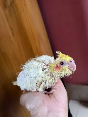 ককাটেল বেবি