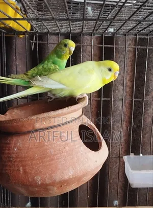 Running Budgerigar Bird