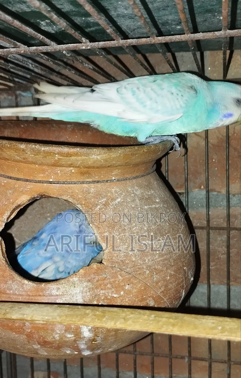 Running Budgerigar Bird