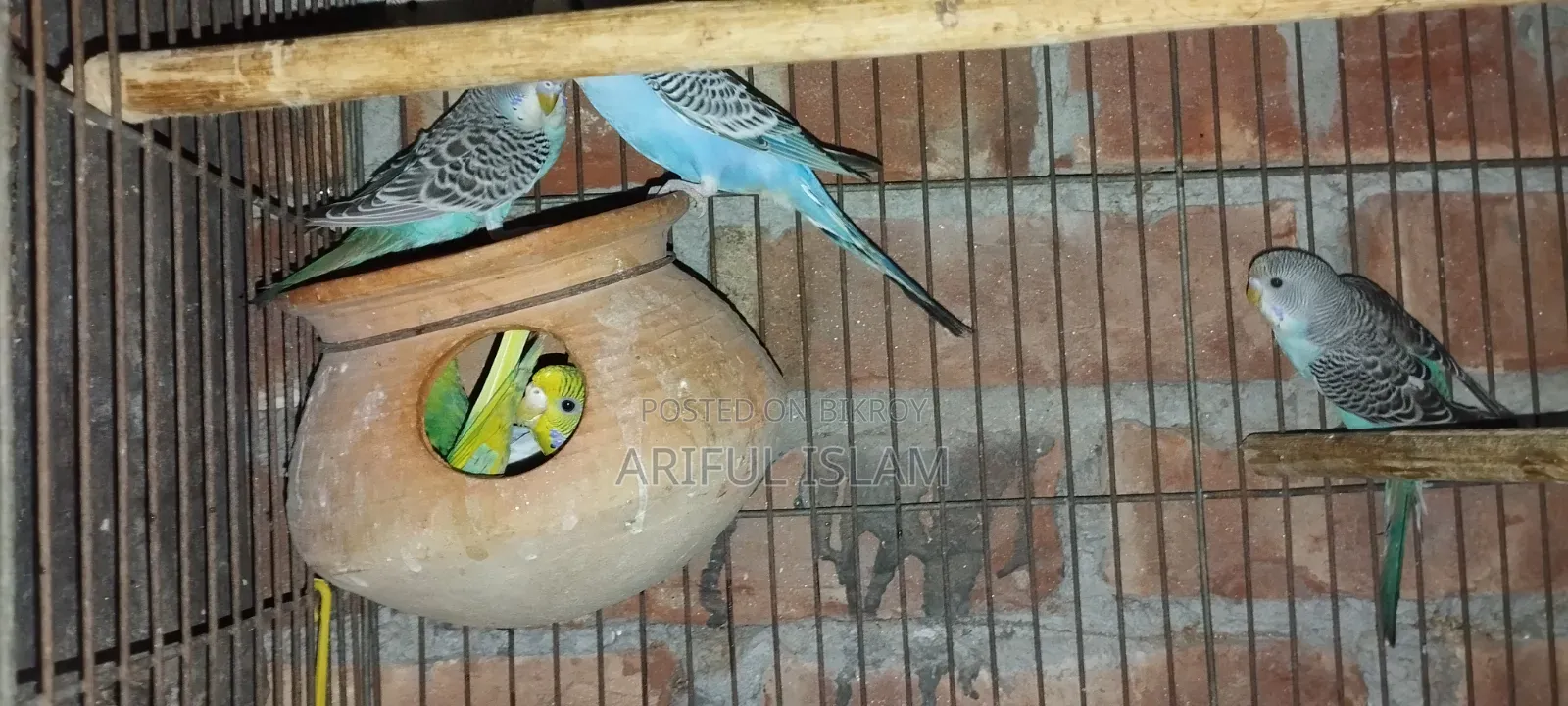 Running Budgerigar Bird