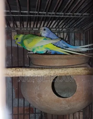 Running Budgerigar Bird
