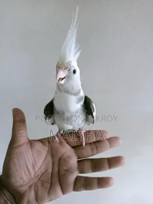 ককাটেল পাখি