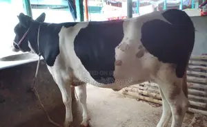 No. 1501 Improved Breed Heifer Cow.