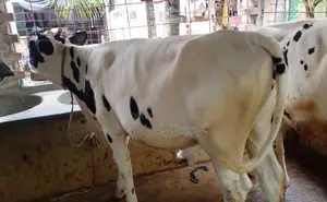 Buy a good breed heifer for rearing, no. 1506.