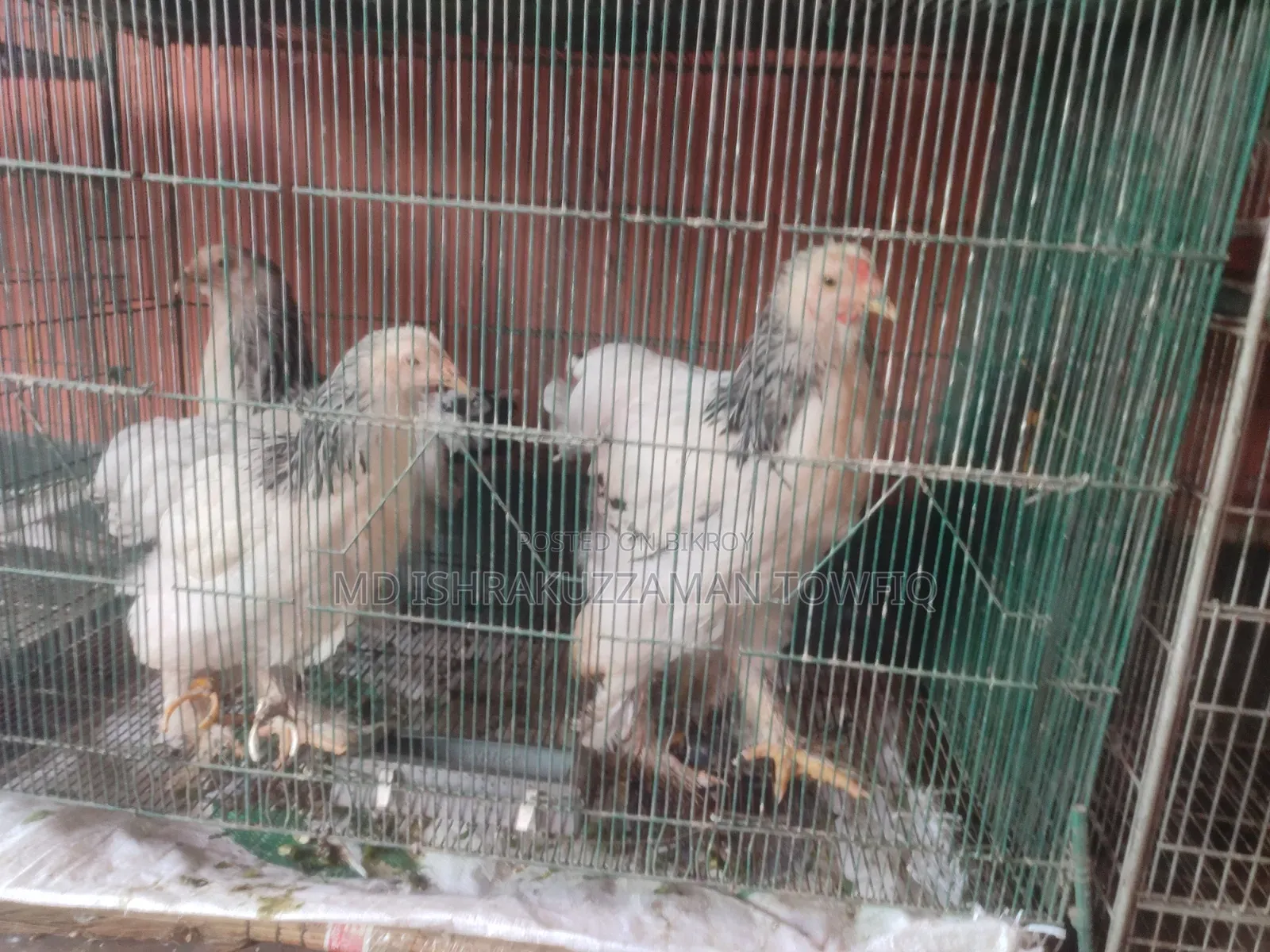আমেরিকান ব্রামহা মুরগি