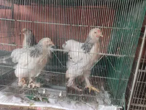আমেরিকান ব্রামহা মুরগি