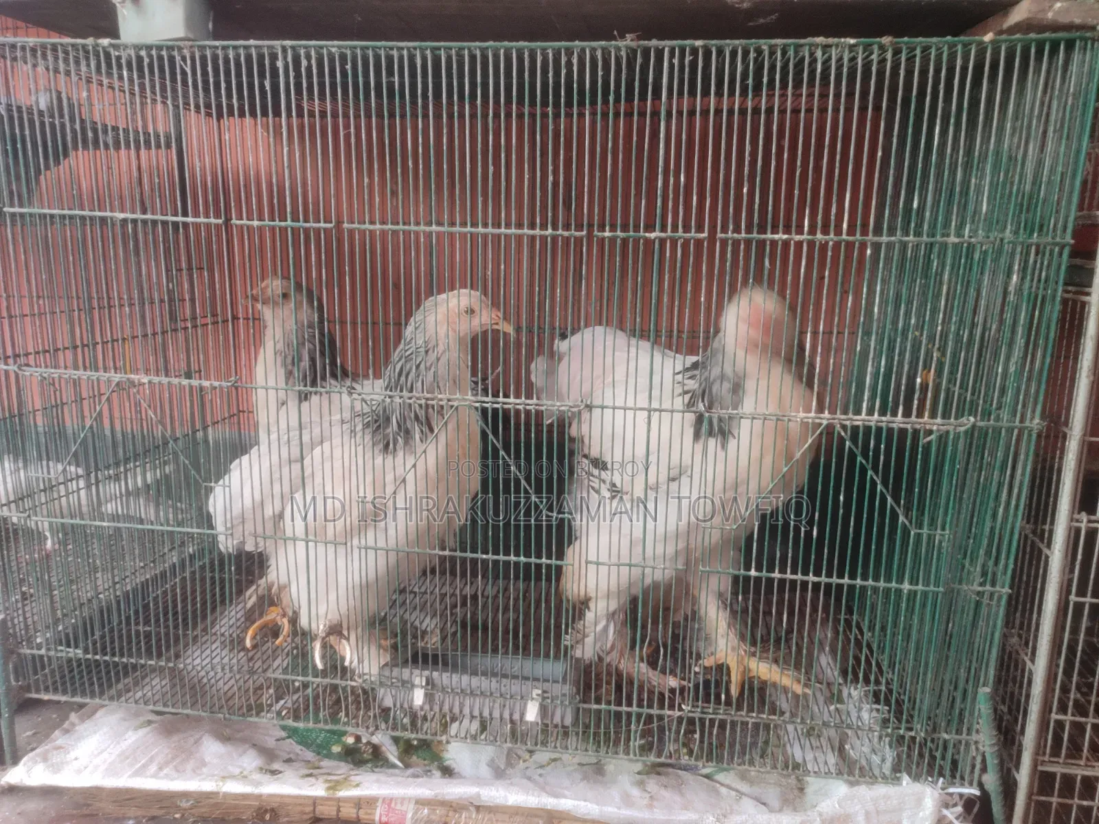 আমেরিকান ব্রামহা মুরগি