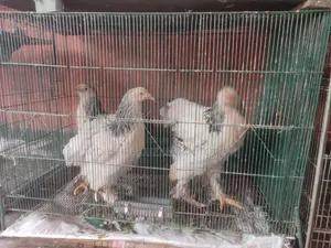 আমেরিকান ব্রামহা মুরগি