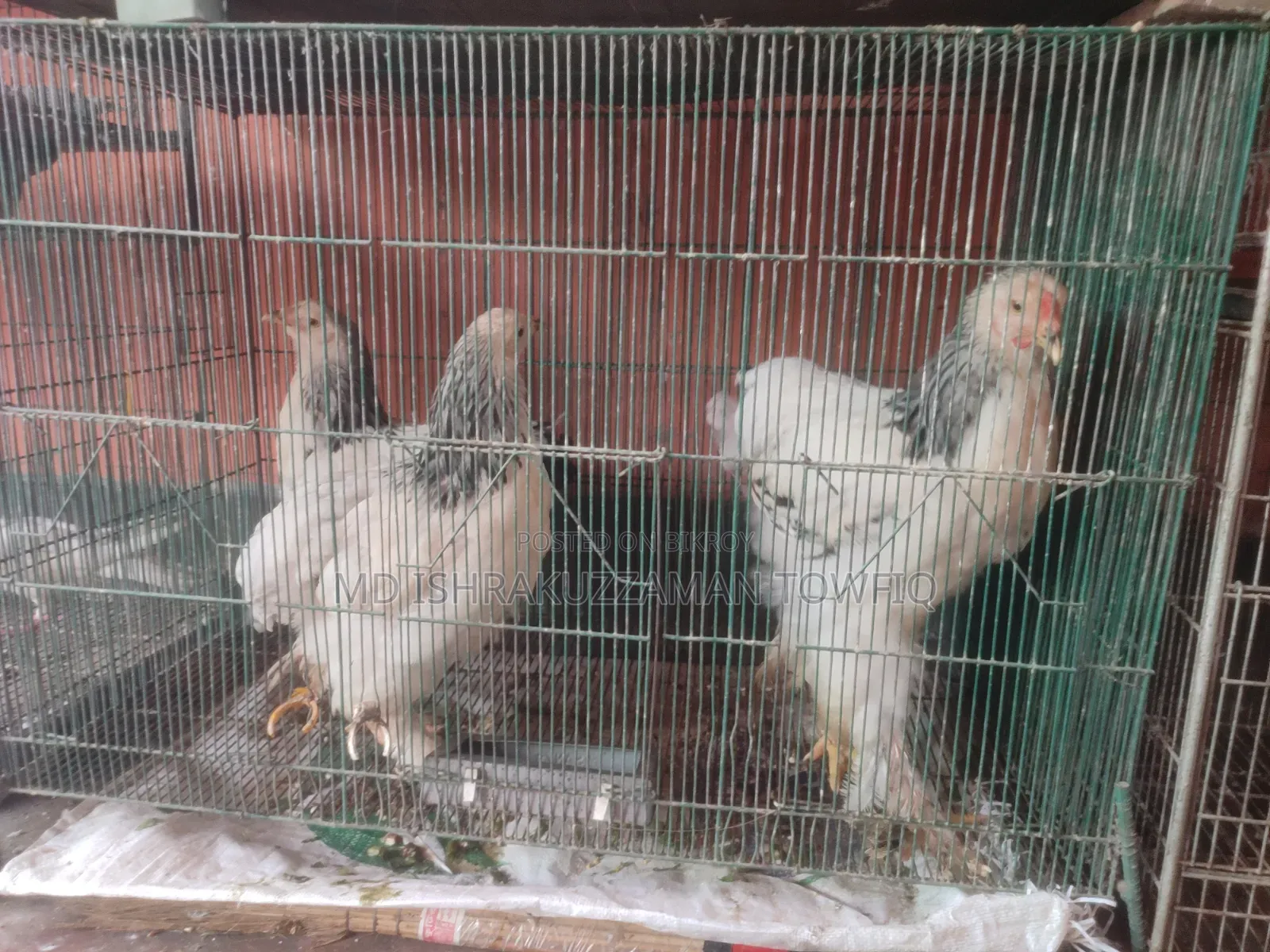 আমেরিকান ব্রামহা মুরগি