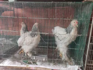 আমেরিকান ব্রামহা মুরগি