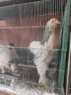 আমেরিকান ব্রামহা মুরগি
