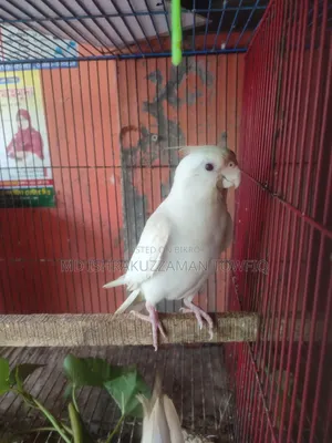 অ্যালবিনো ফিমেল ককাটেল