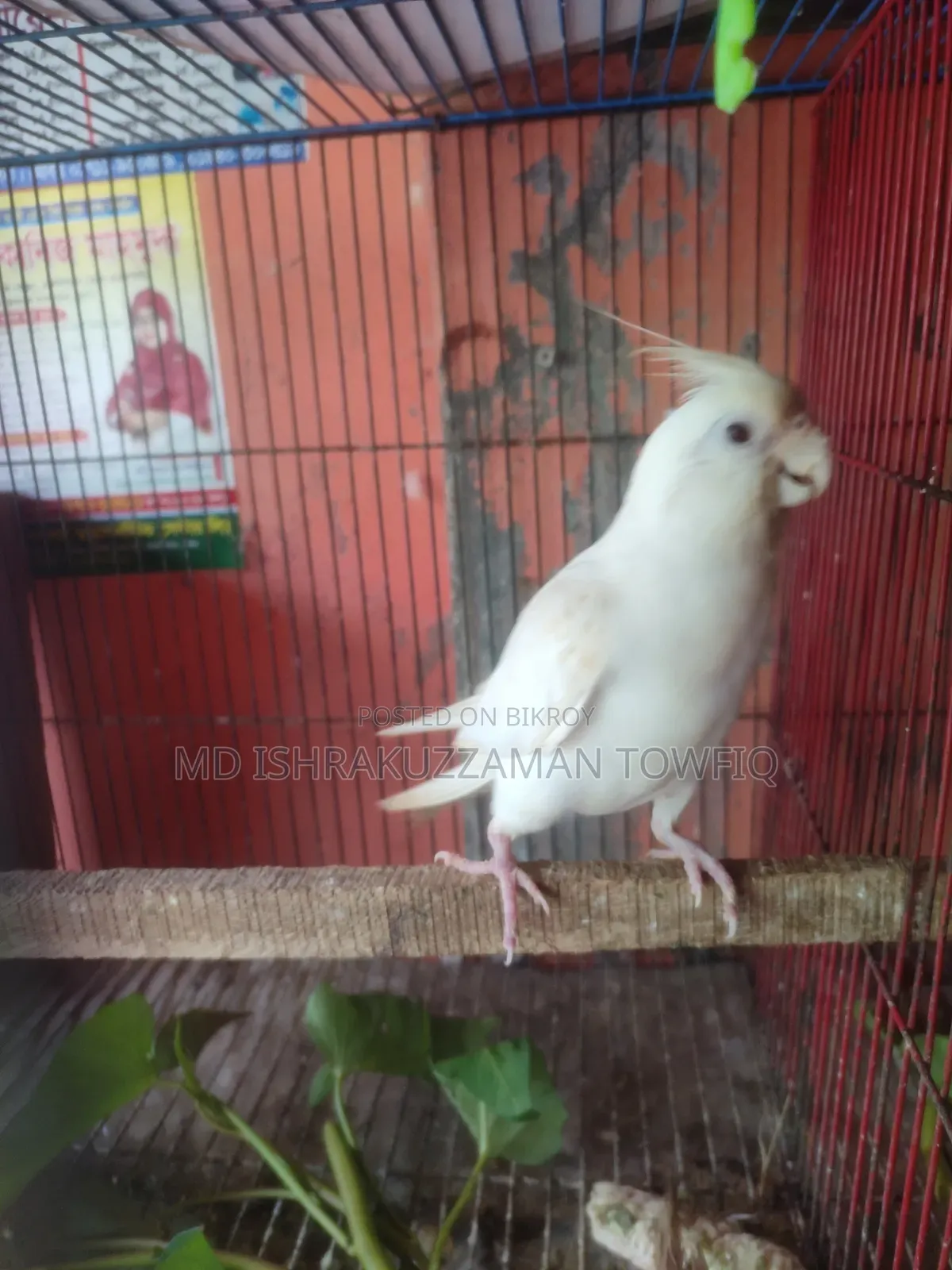 Albino Female Cockatiel