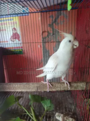 Albino Female Cockatiel