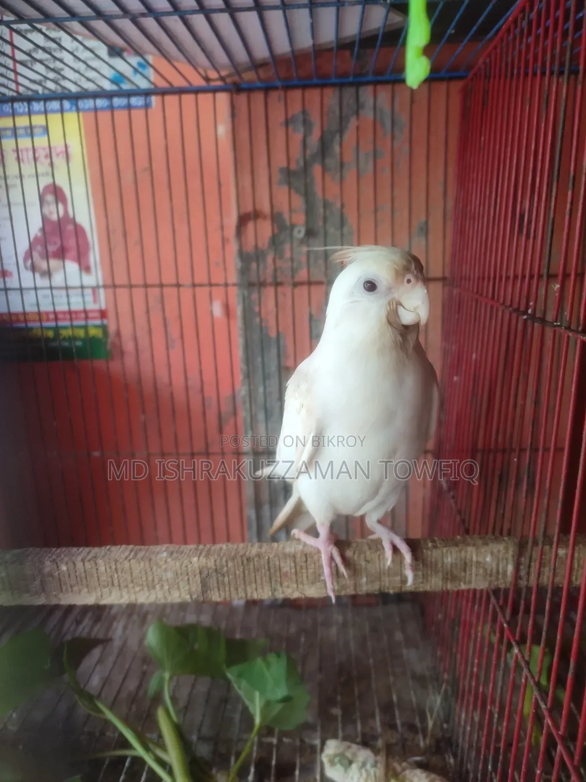 Albino Female Cockatiel