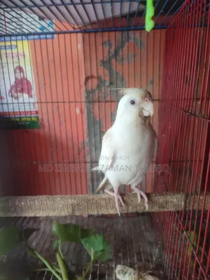 Albino Female Cockatiel