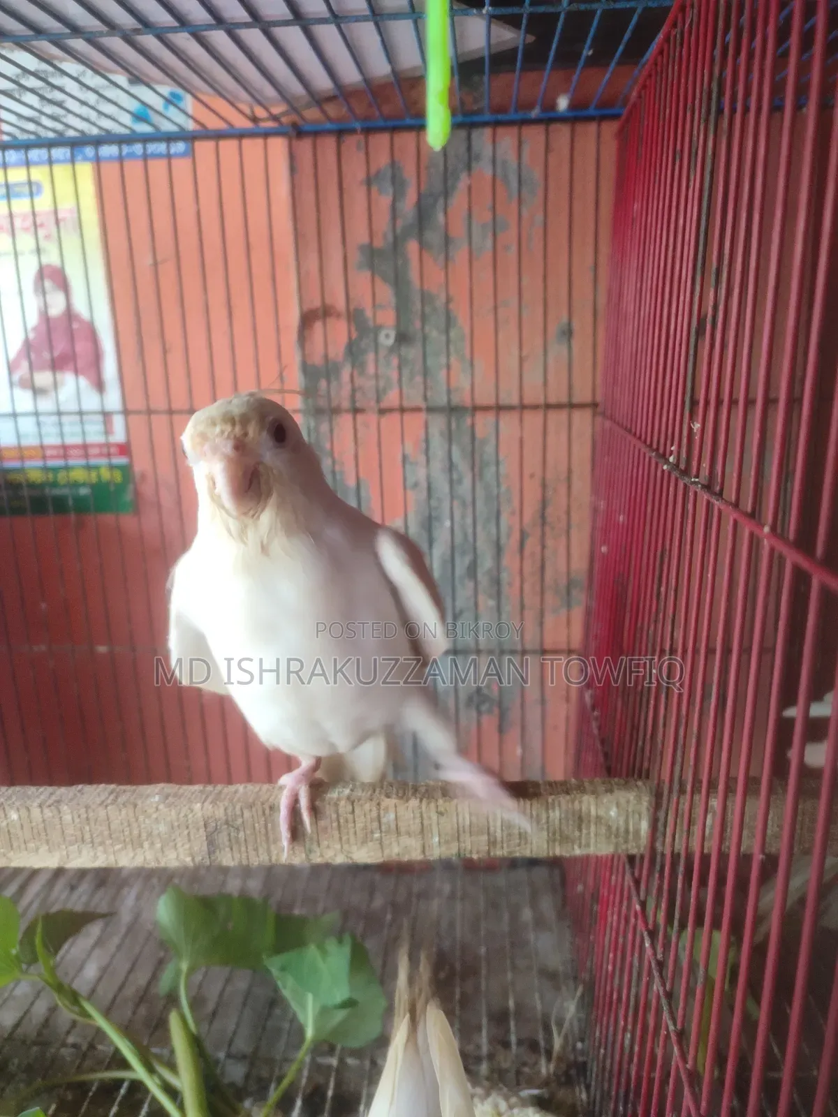 Albino Female Cockatiel