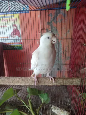 Albino Female Cockatiel