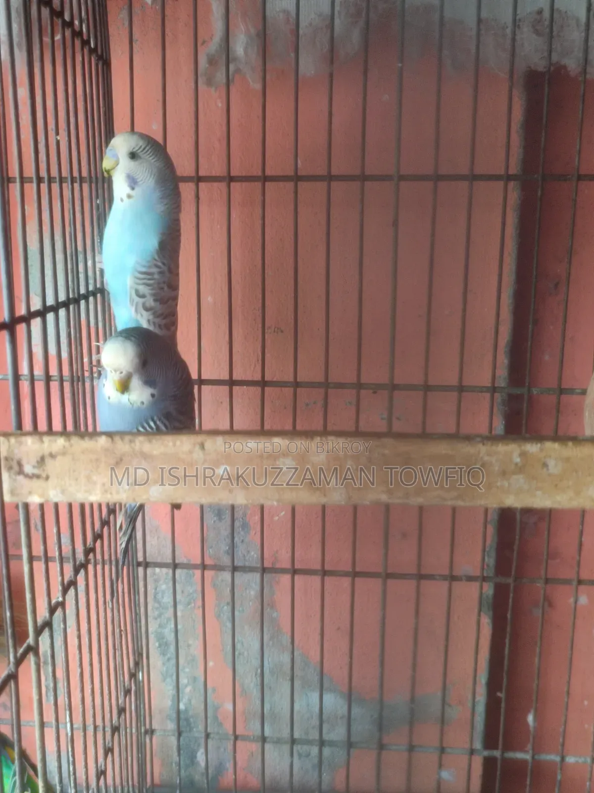বাজরিকা নিউ অ্যাডাল্ট
