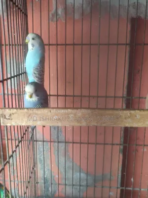 বাজরিকা নিউ অ্যাডাল্ট
