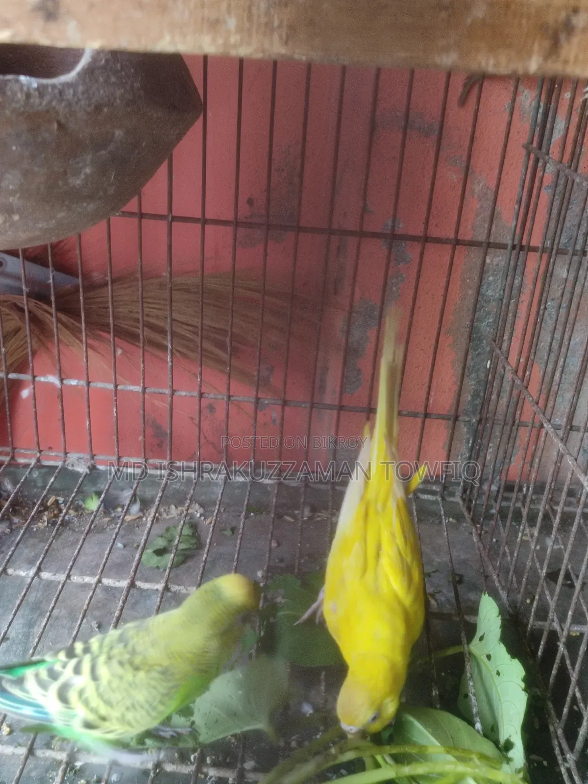 বাজরিকা নিউ অ্যাডাল্ট